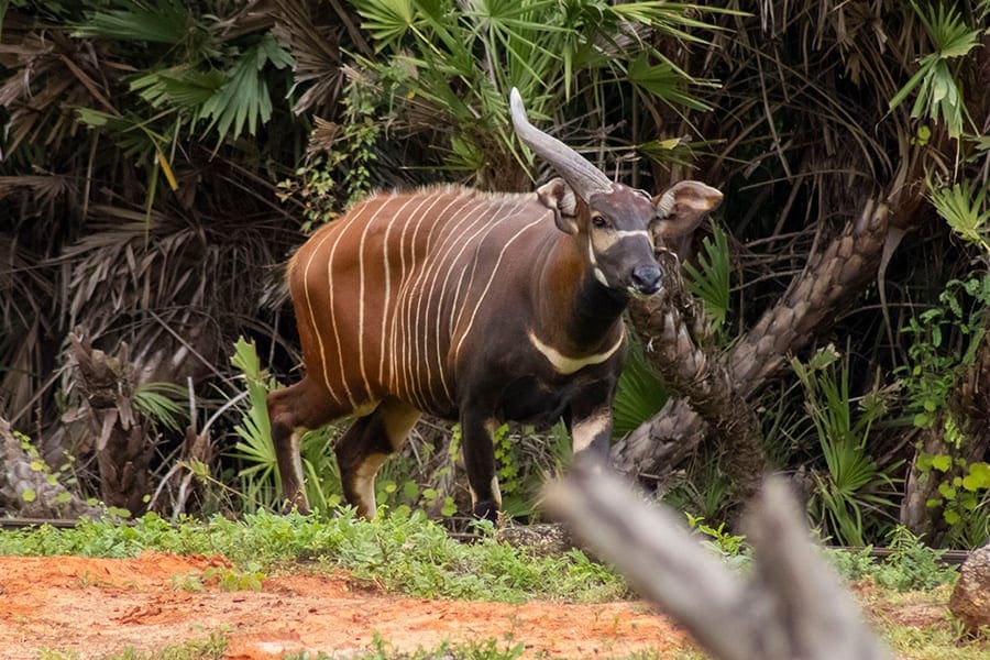Eastern Bongo Brevard Zoo Animals