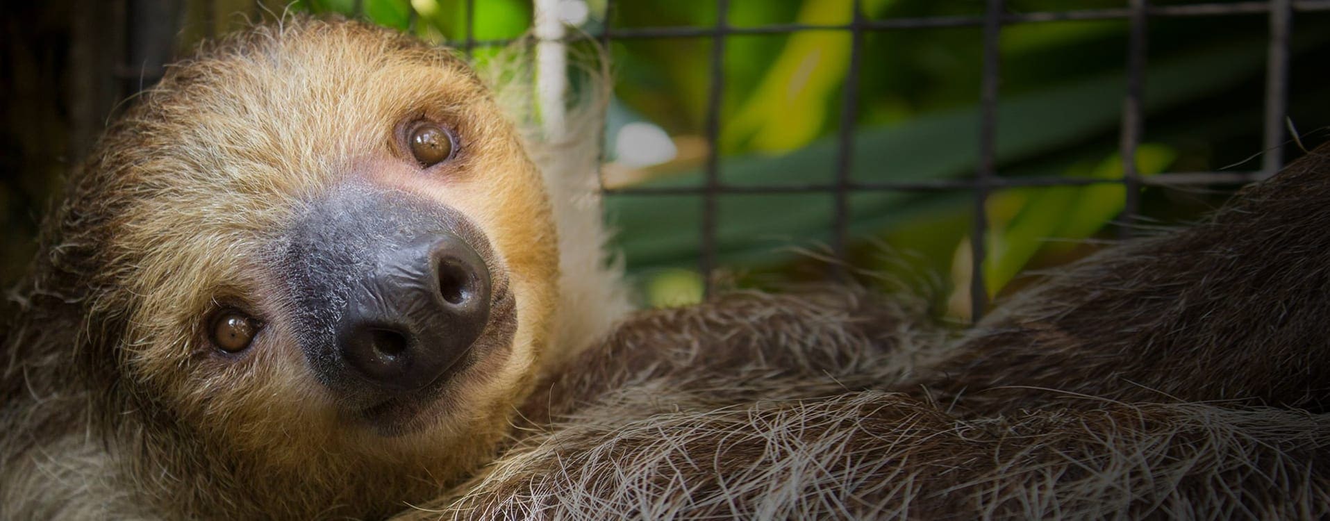 Brevard Zoo We Share Our Joy of Nature to Help Wildlife and People