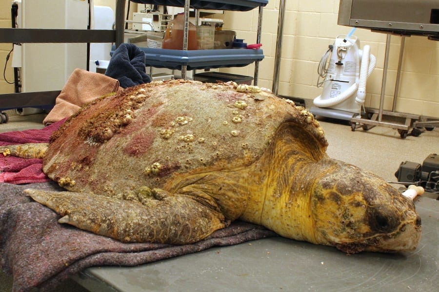 Meet the Patients Proud Brevard Zoo