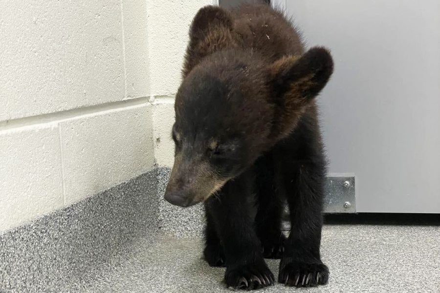Caring for Florida Black Bear Cubs Brevard Zoo