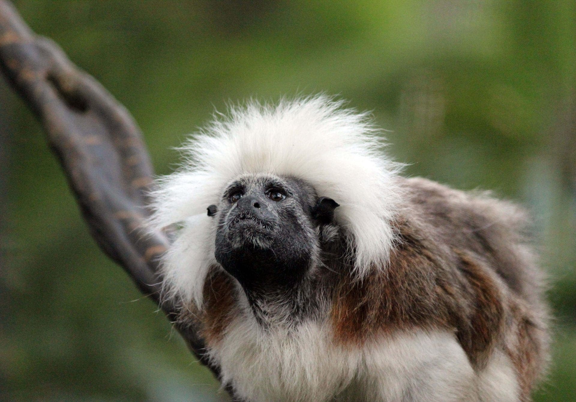 Cottontop Tamarin