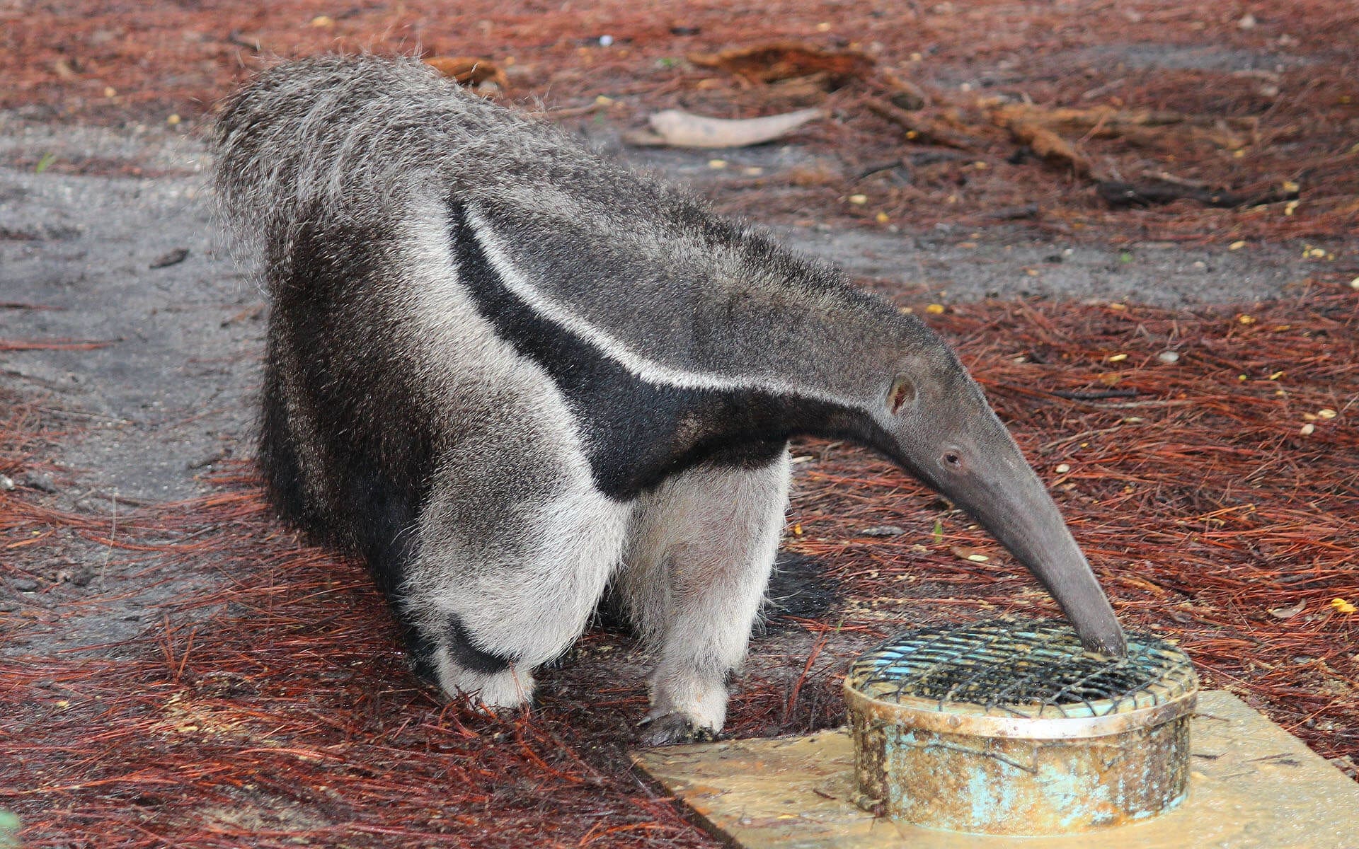 How Long Is An Anteaters Tongue