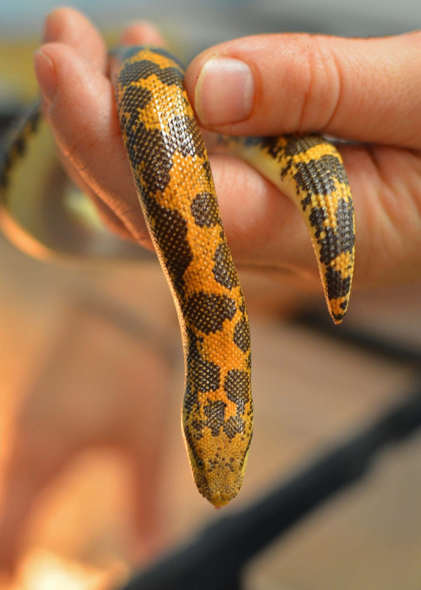 Kenyan Sand Boa