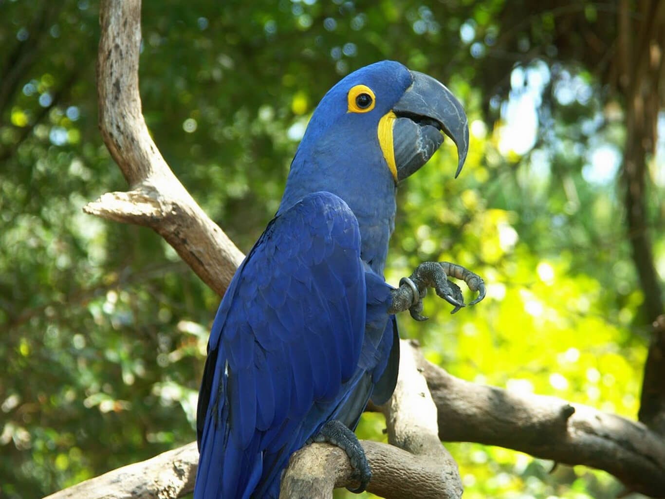 Hyacinth Macaw
