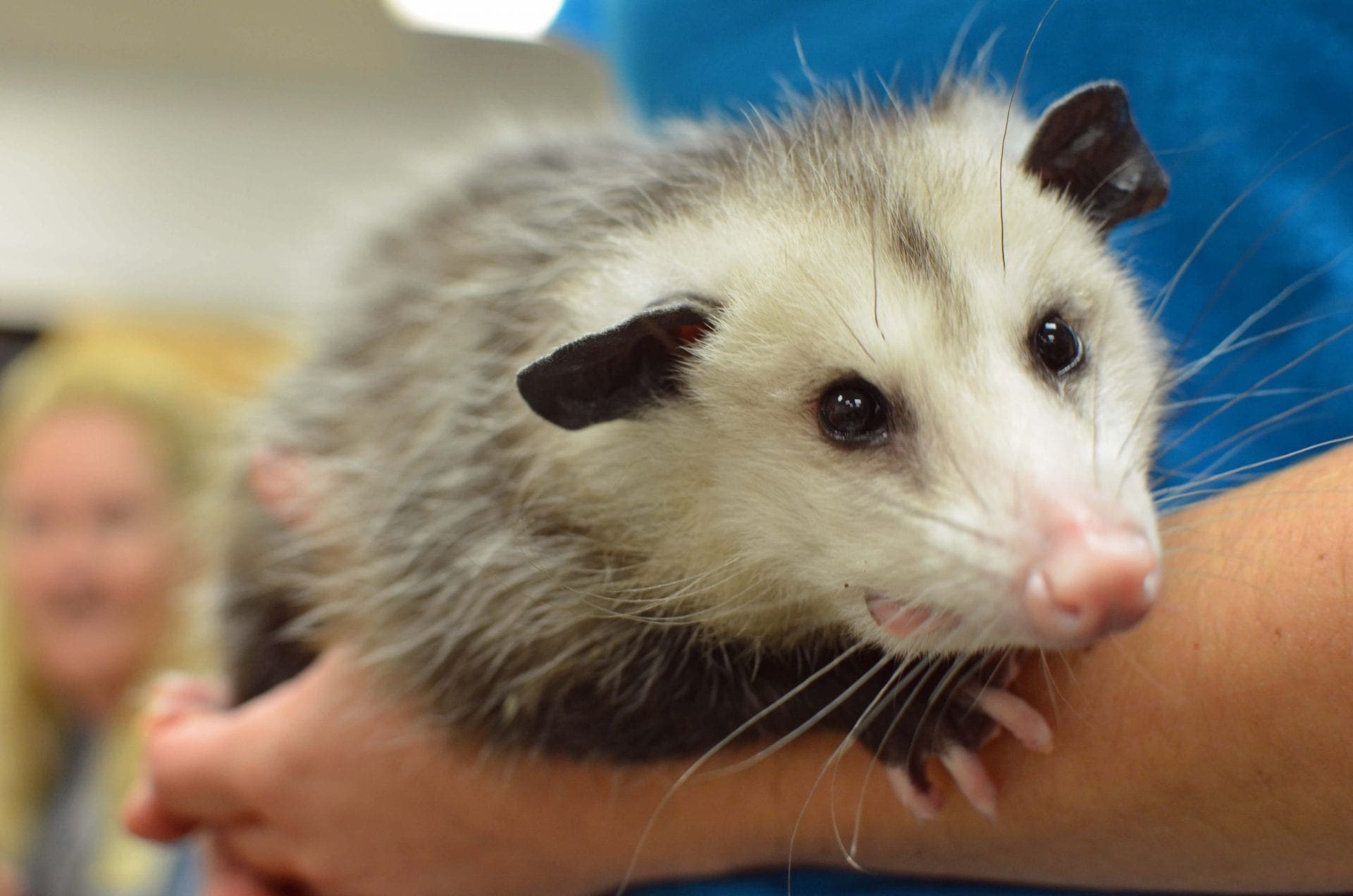 Virginia Opossum