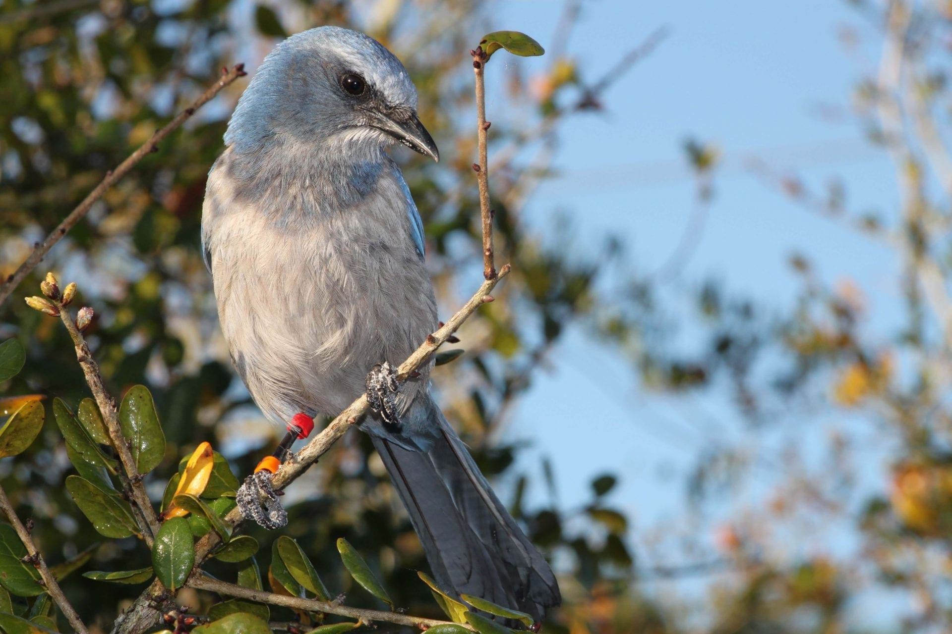 Florida ScrubJay Translocation Brevard Zoo Conservation Programs