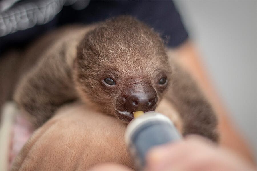 Do Sloths Make Good Pets? Brevard Zoo Blog