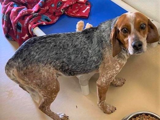 Bluie Adopted April 2020 BREW Beagles