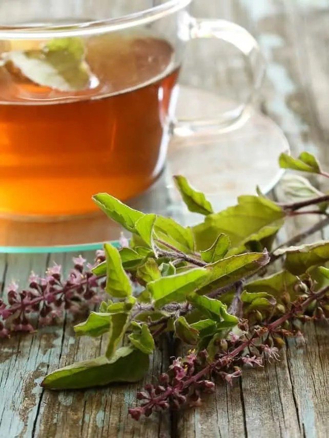 What Is Tulsi Tea Story Brewed Leaf Love