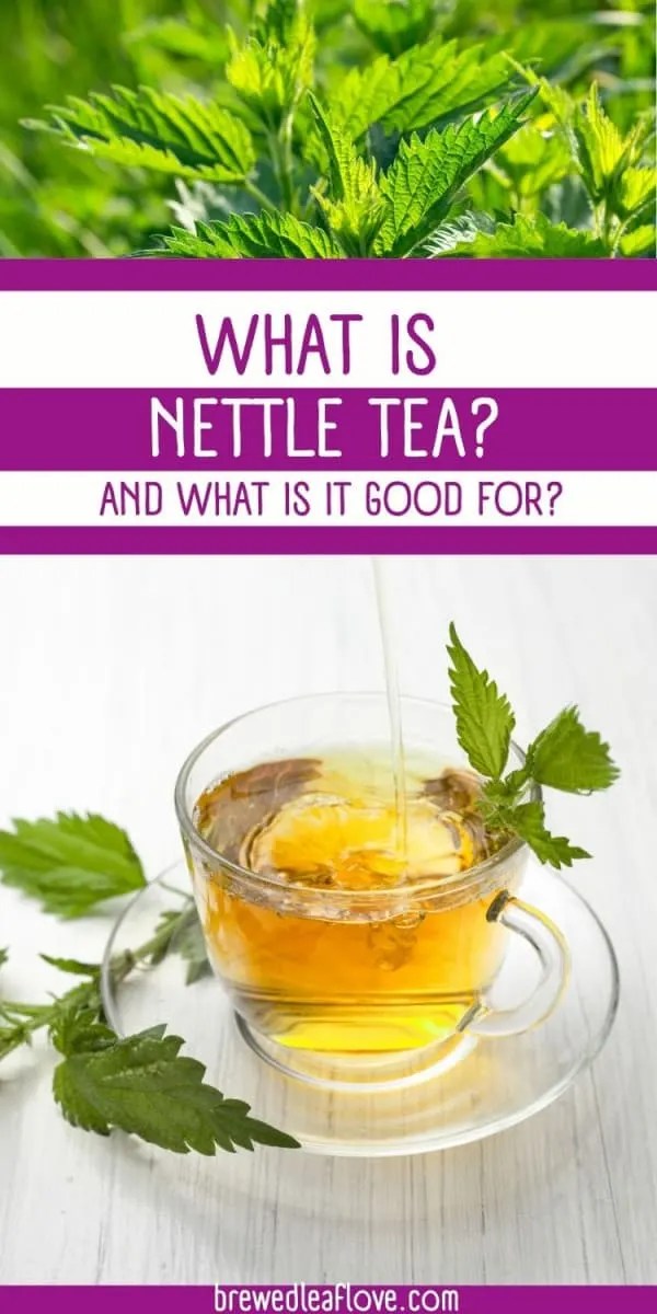 What Is Nettle Tea Good For? Brewed Leaf Love