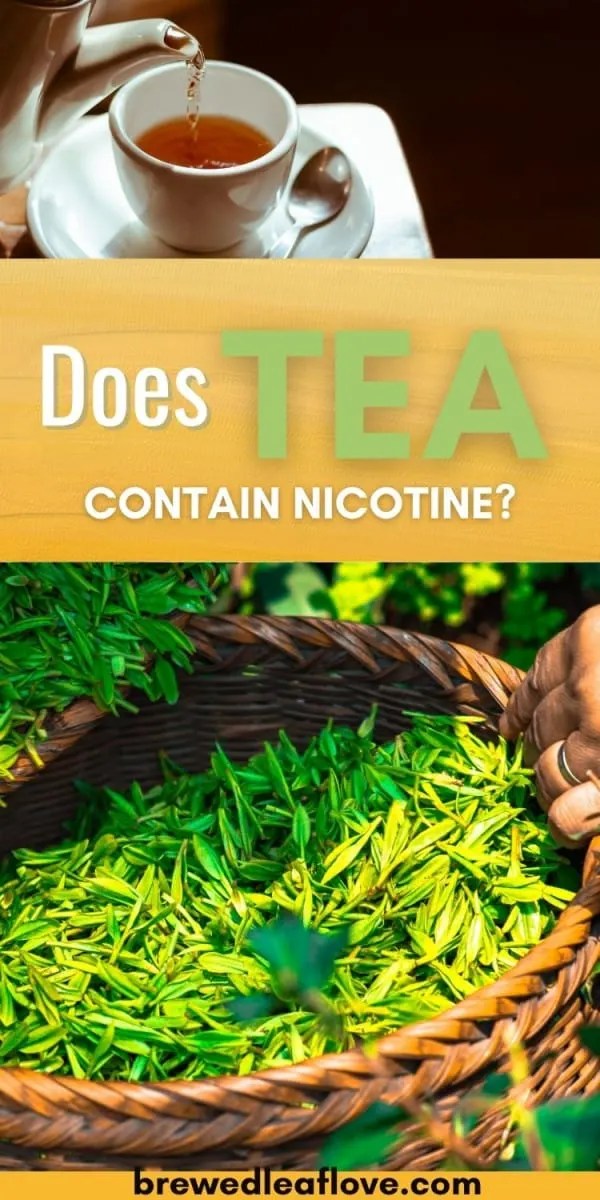 Does Tea Contain Nicotine? Brewed Leaf Love