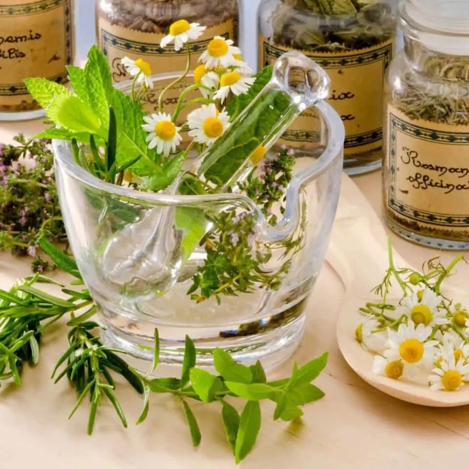 Does Tea Dehydrate You? Brewed Leaf Love