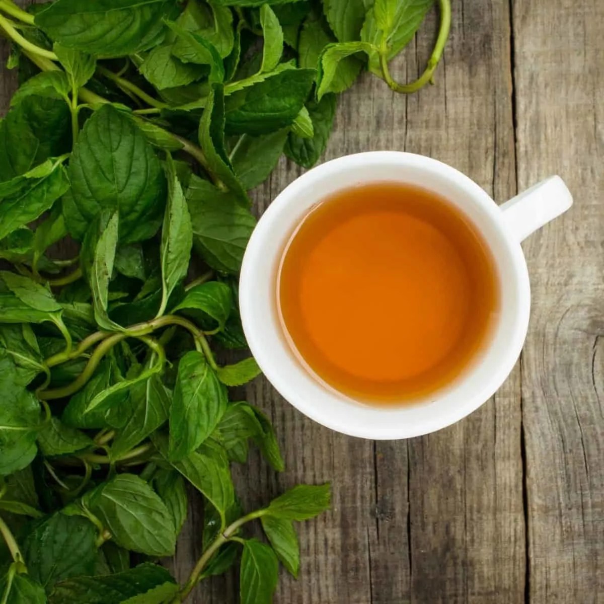 Is Peppermint Tea Good for You? Brewed Leaf Love