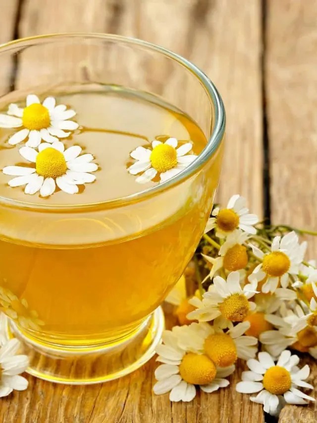 All About Chamomile Tea Story Brewed Leaf Love