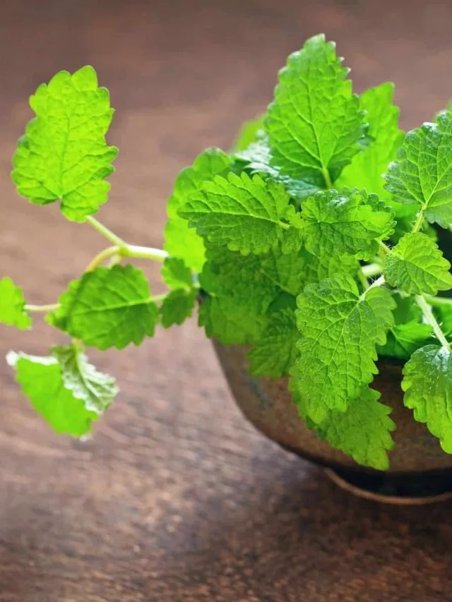 What Is Lemon Balm Tea Good For? Story Brewed Leaf Love