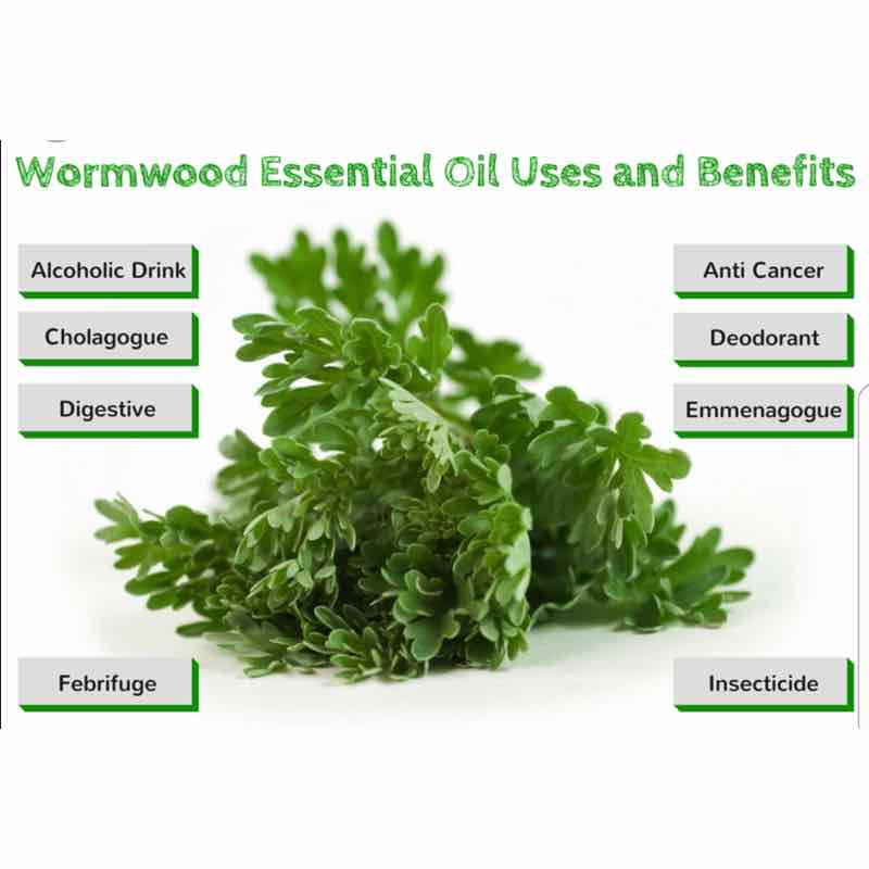 Wormwood Brewers Direct Inc The Wine Specialist