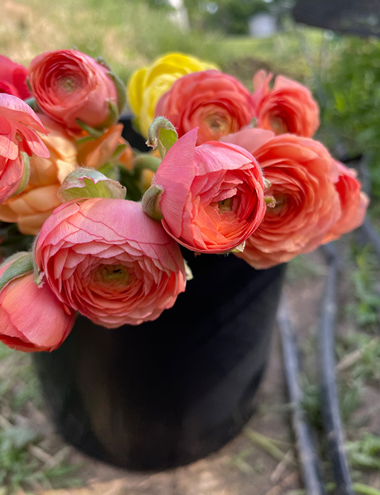 Brewhouse Blooms Fresh. Local. Flowers.