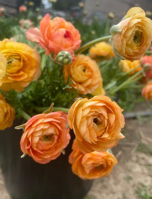 Brewhouse Blooms Fresh. Local. Flowers.