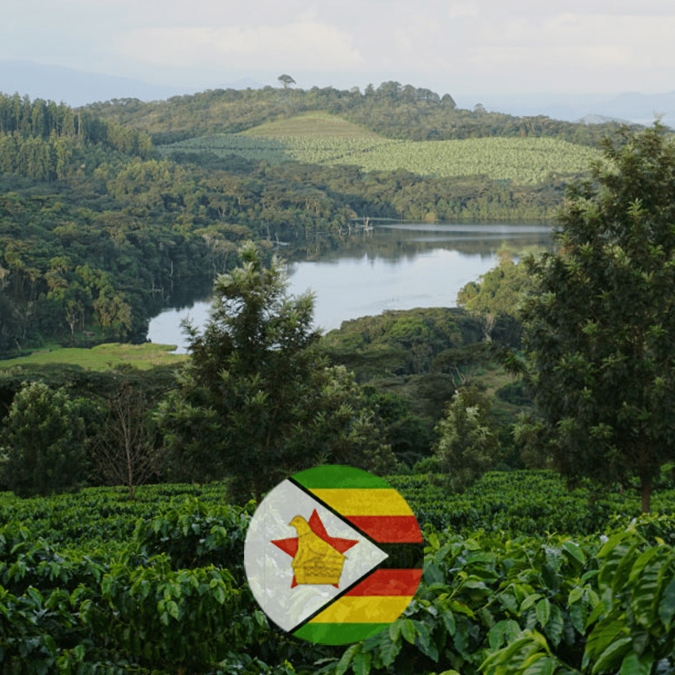 Zimbabwe Coffee Highest Quality Organic Beans In East Africa