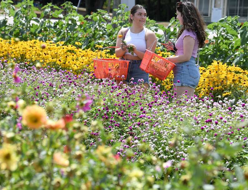 Flowers Baking Goldsboro Nc Best Flower Site