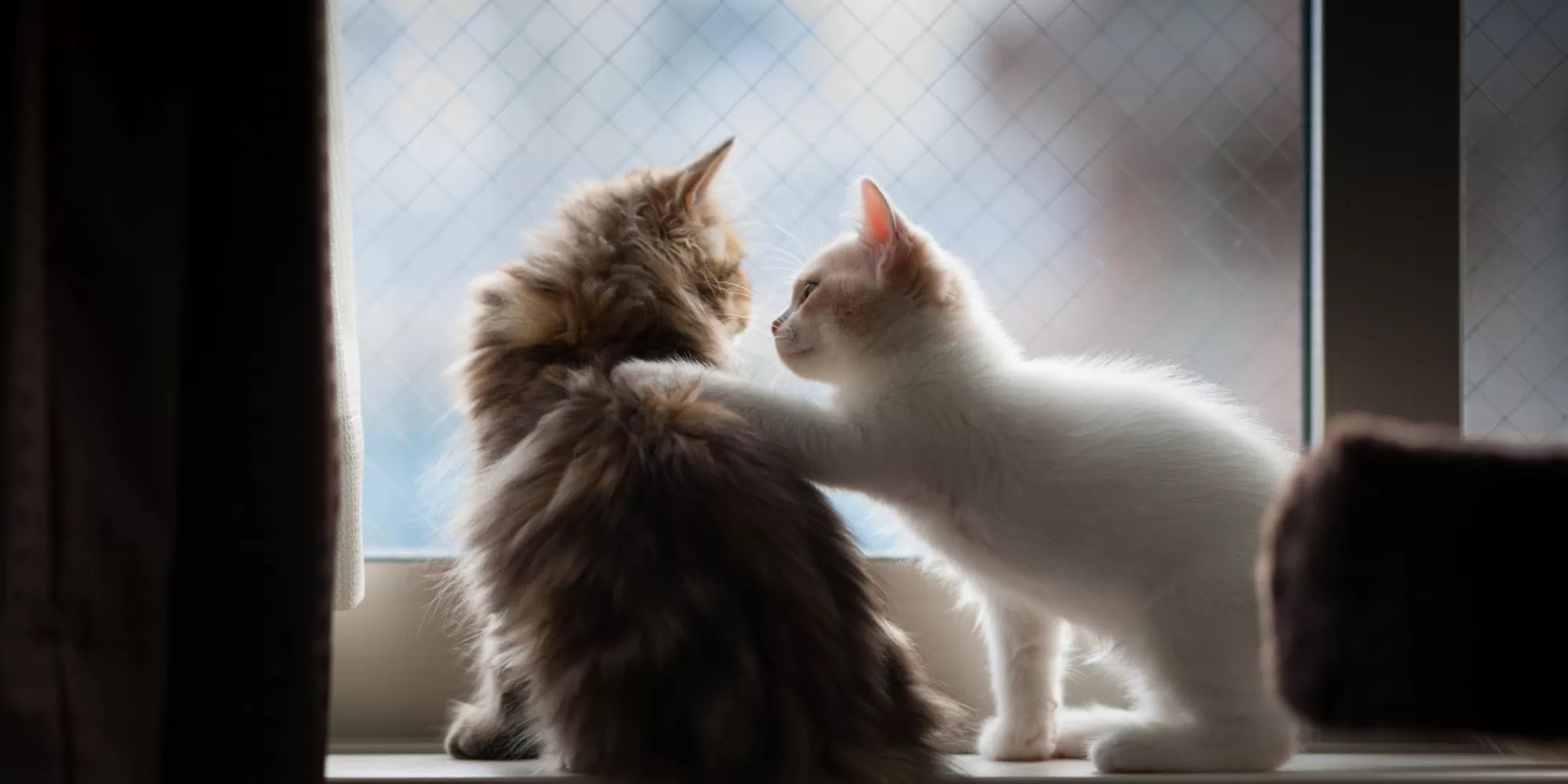 Empathy What It Is, What It Isn’t, and How to Harness It for Kindness