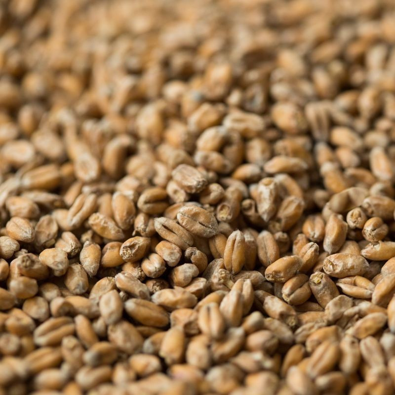 Gladfield Wheat Malt