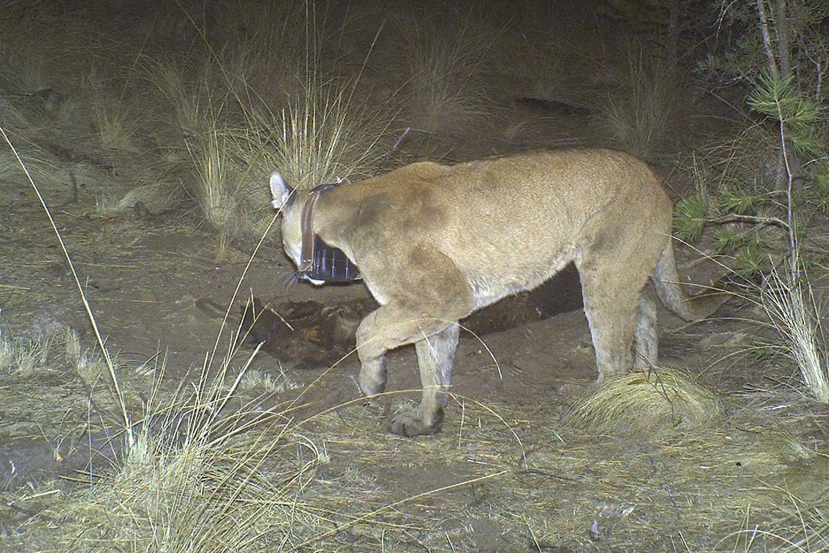 MOUNTAIN LION PREDATORPREY RELATIONSHIPS BORDERLANDS RESEARCH INSTITUTE