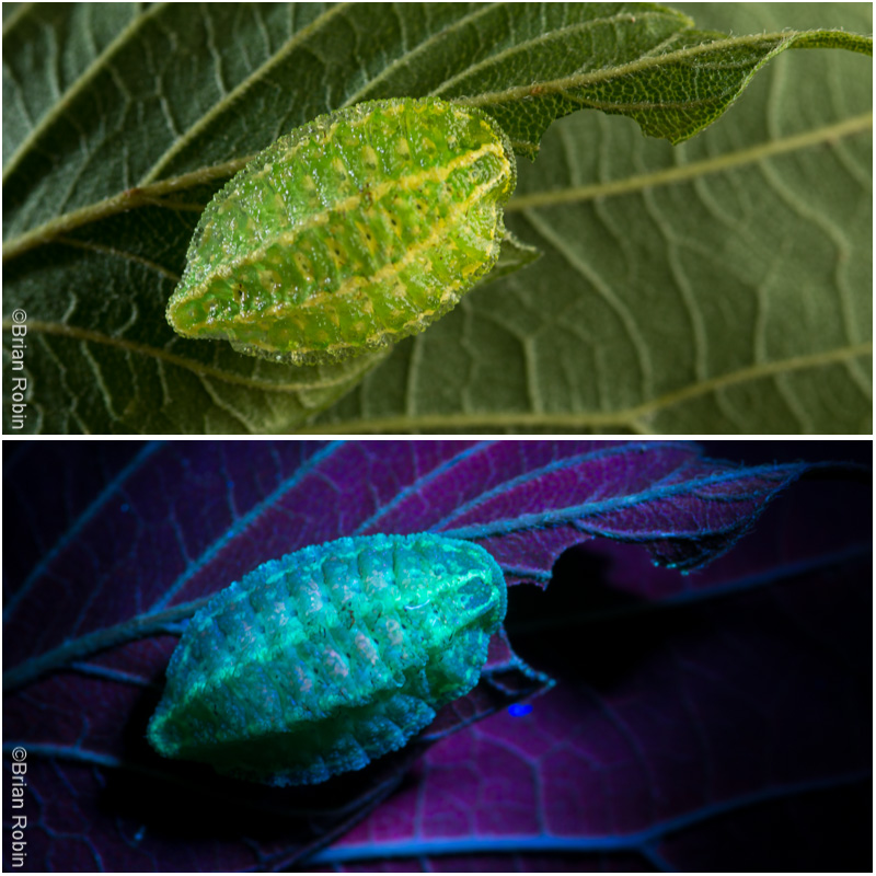 Ultraviolet Lepidoptera Brian Robin