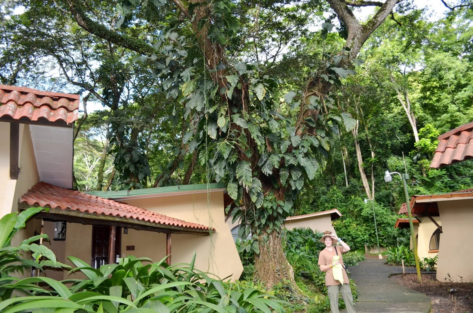 Monstera Velvet Shingler  Brian's Botanicals