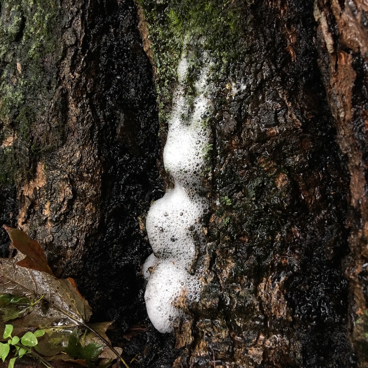 Tree Soap Sidewalk Nature