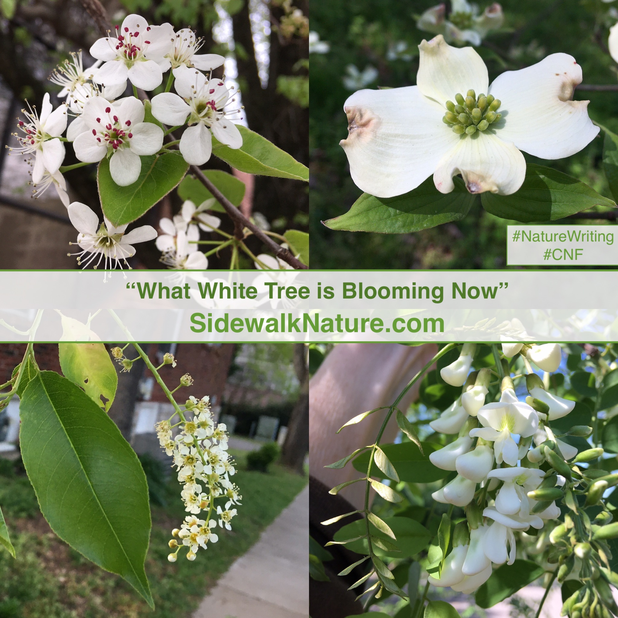 What White Tree is Blooming Now Sidewalk Nature