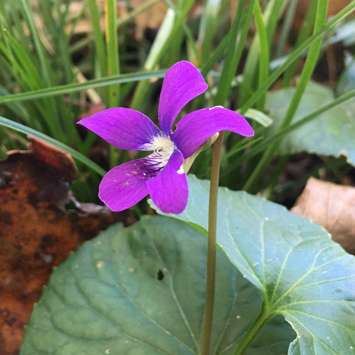 Violets go Ballistic Sidewalk Nature