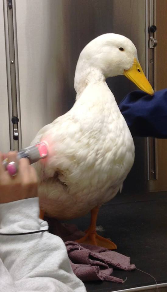 Brick Townshipâ€™s Lucky Duck Makes It Into Animal Hall of Fame Brick