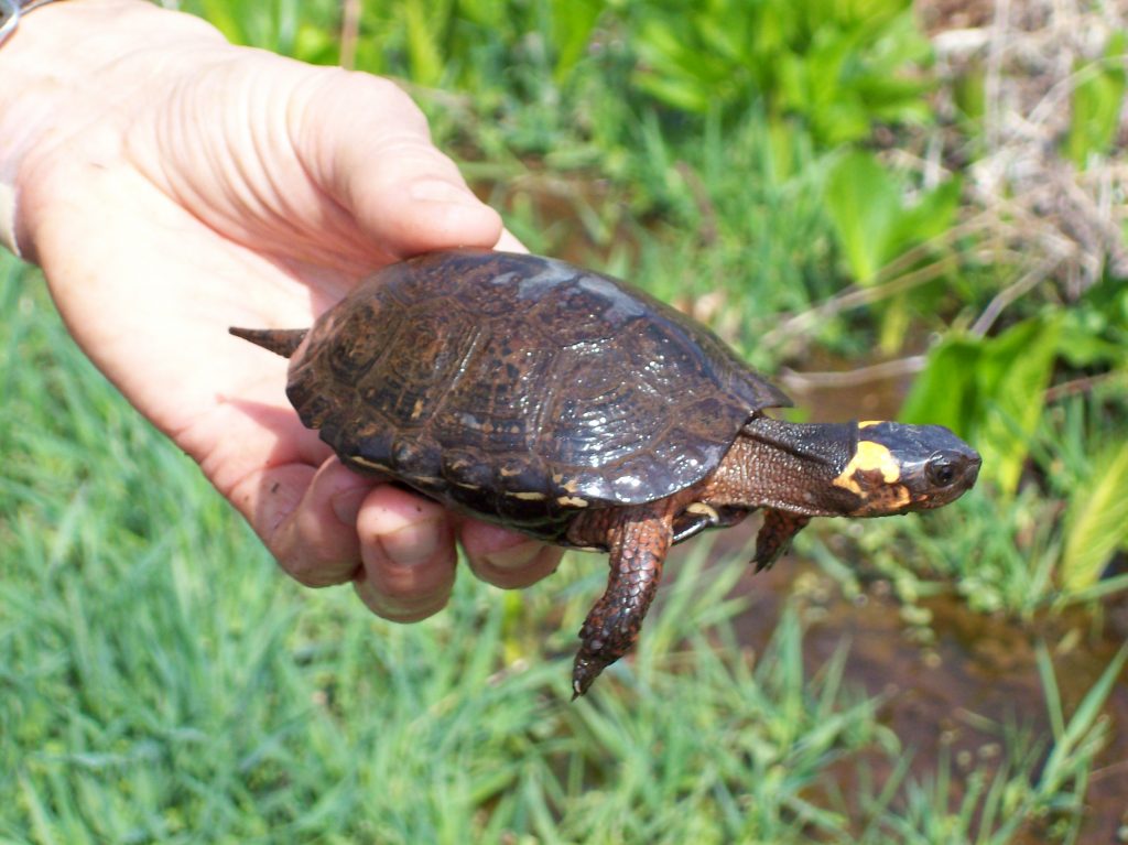 New Jersey Now Has a (Cute, But Endangered) State Reptile