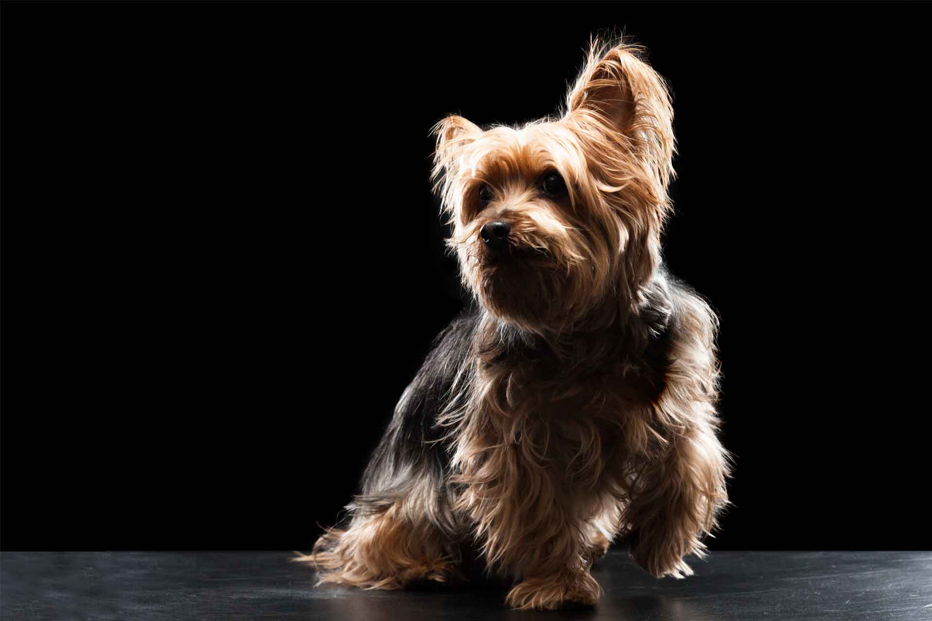 About Vet in Millcreek Brickyard Animal Hospital