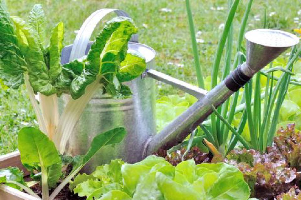 CHOISIR DES PLANTES D'INTÉRIEUR une plante à vendre