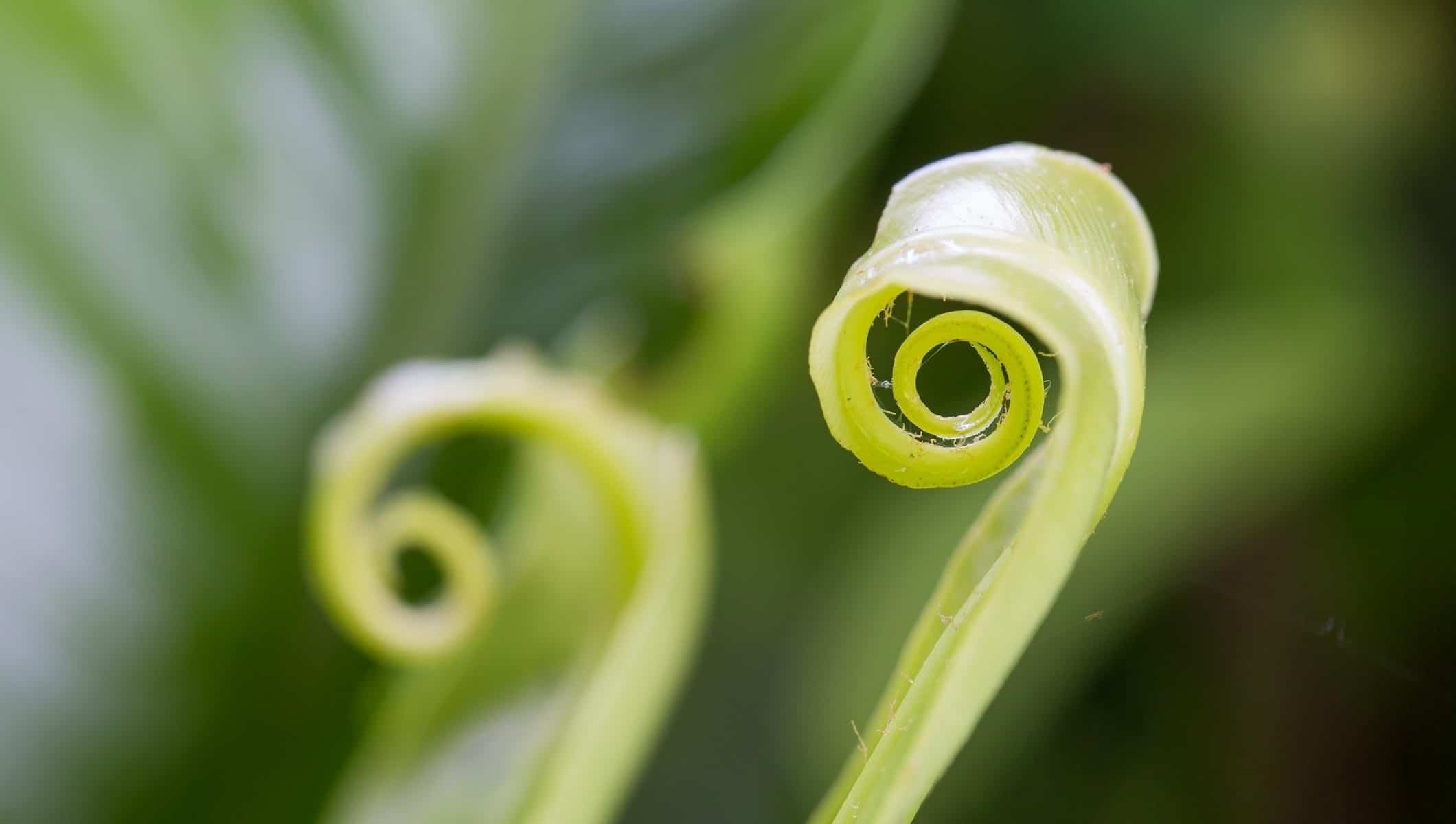 L'iris change de couleur
