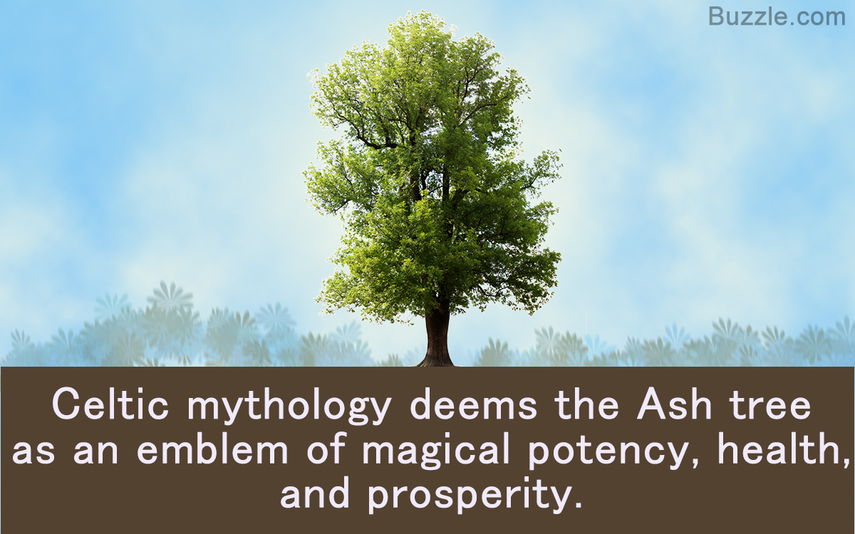 What does the birch tree symbolize?