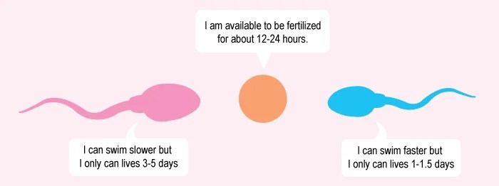 How To Conceive A Boy All You Need Infos