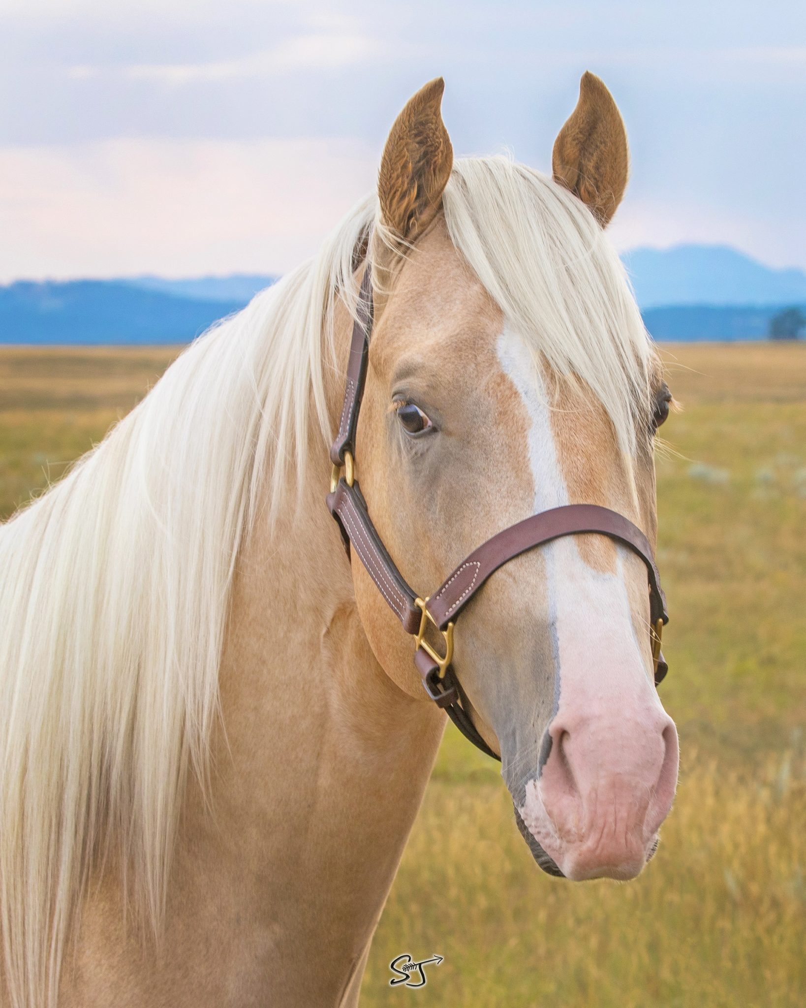 Quarter Horse Stallions Bridgeman Land & Livestock
