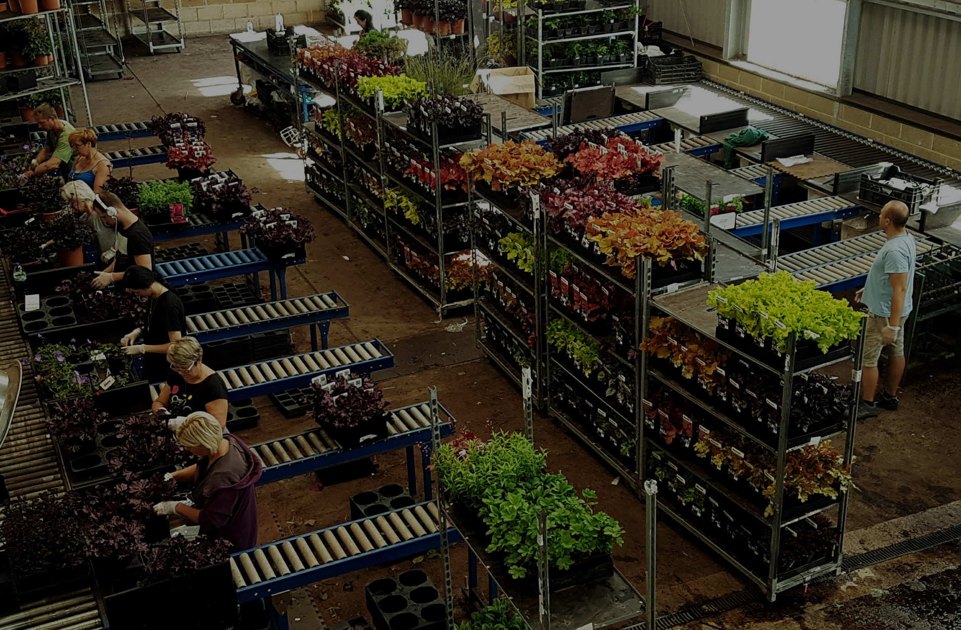 Bridge Nursery High quality perennial suppliers