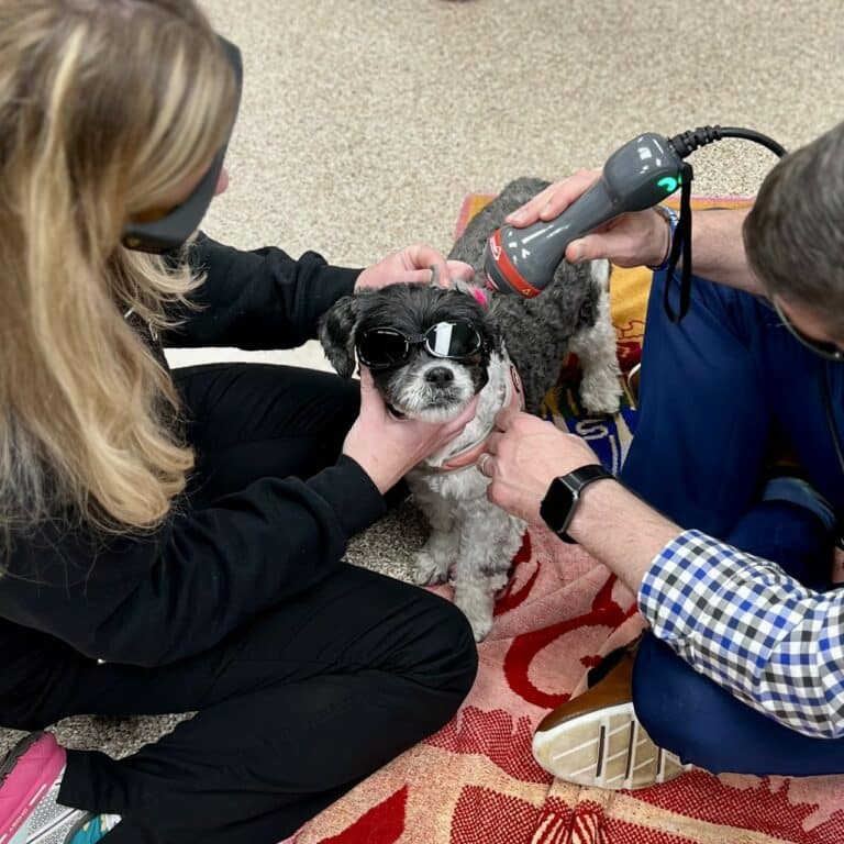 Laser Therapy Bridgeport Veterinary Hospital Bridgeport Veterinary