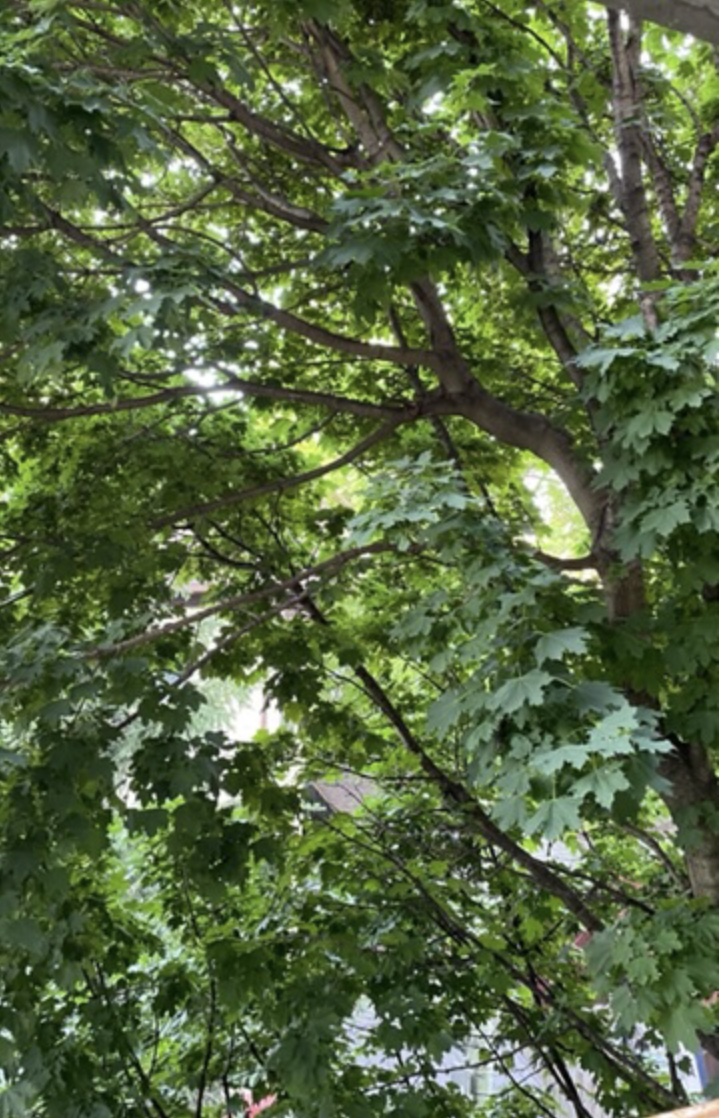 Can I say? bridgesburning