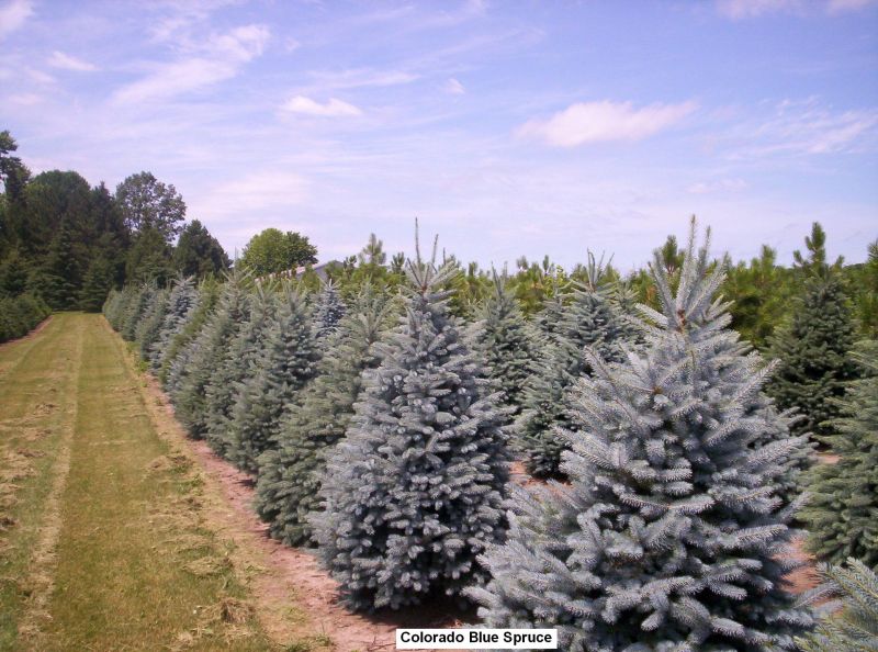 Northfield, Minnesota Tree Farm Gallery Bridgewater Tree Farms, Inc