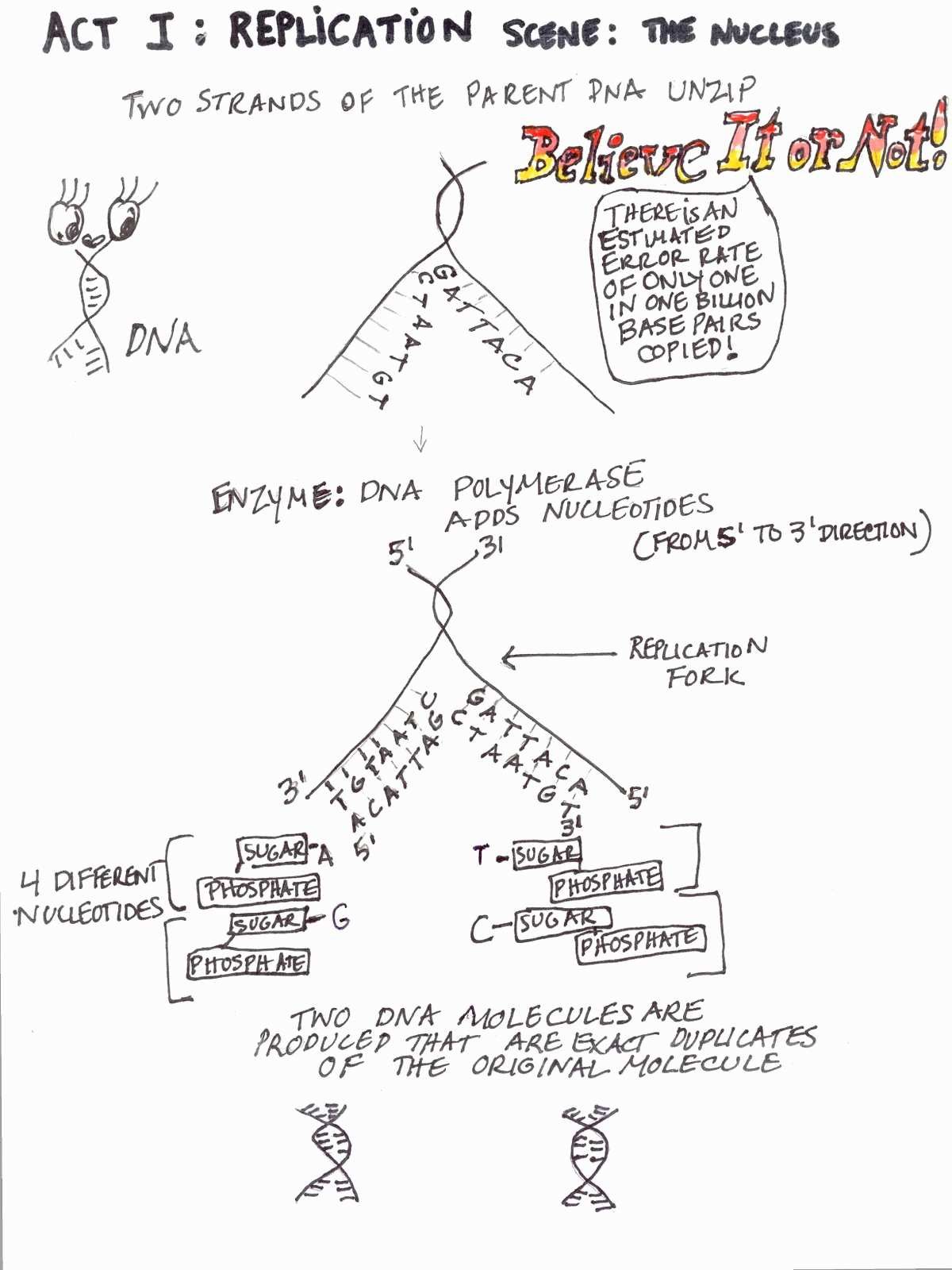 Dna Structure And Replication Worksheet - Dna Replication and Transcription Worksheet Answers