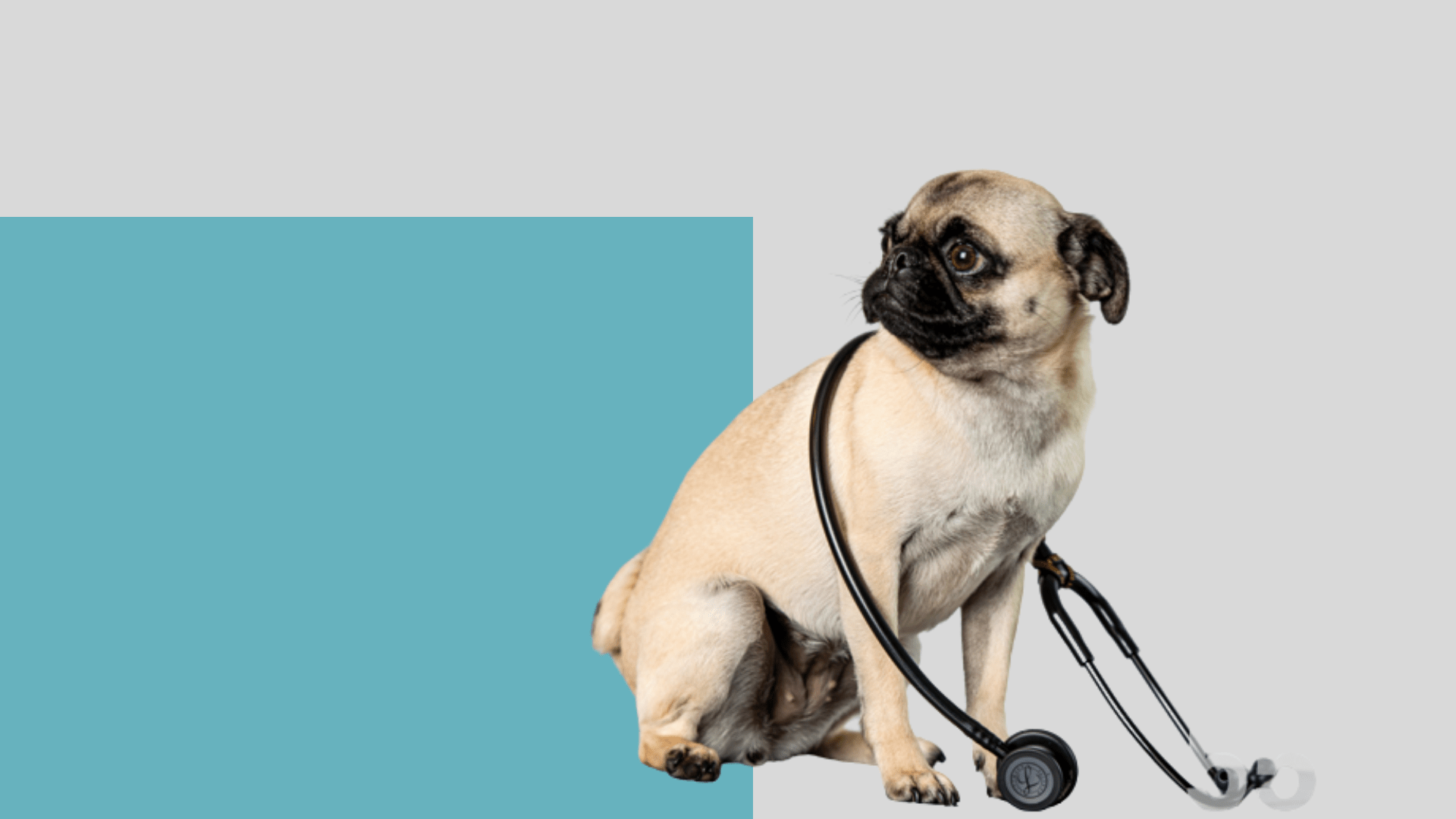 Vet Near Me Mountlake Terrace WA Brier Veterinary Hospital