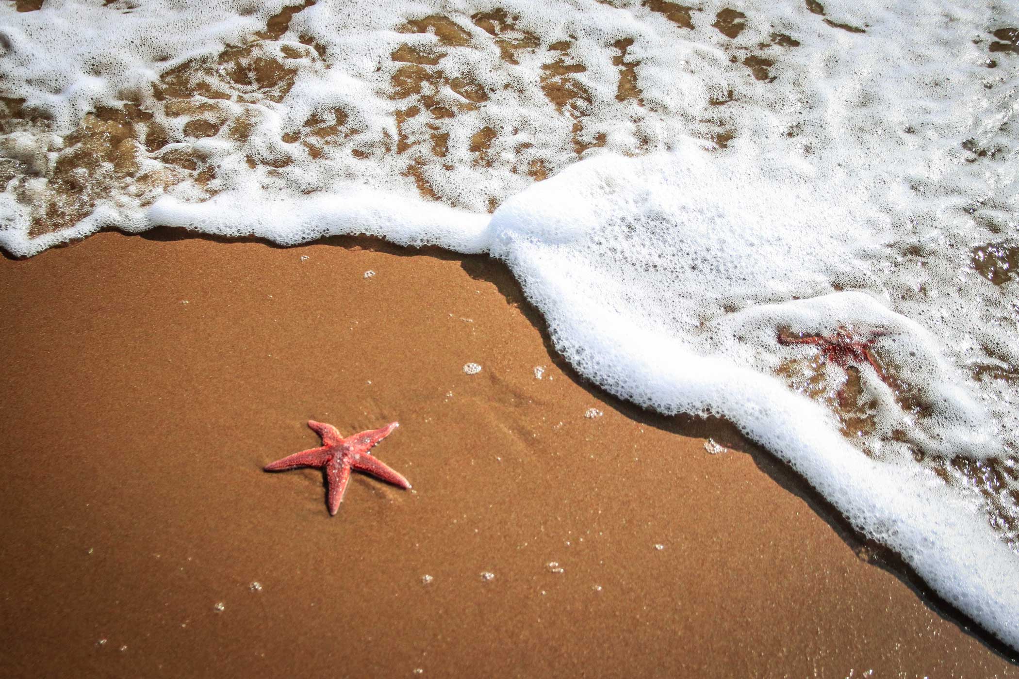 Parable of the Starfish Bright Again