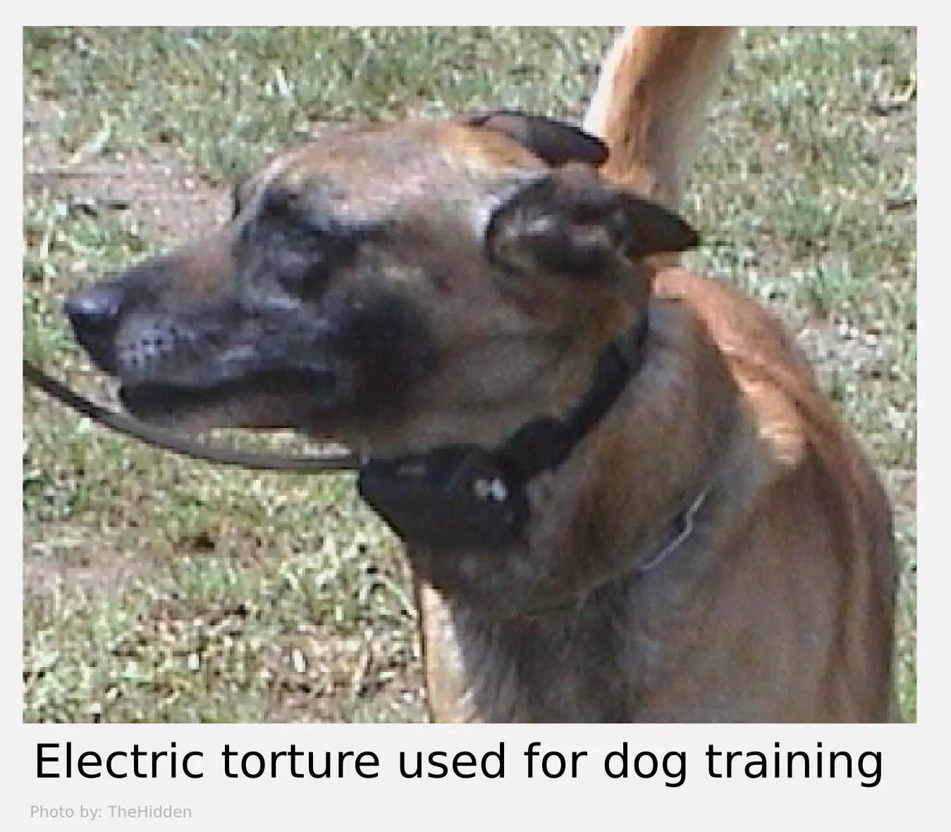 Electric shocks use in dog training Bright Animals