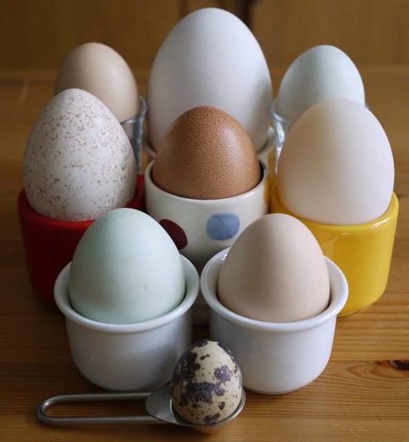 Eggseptionally seasonal with knife and fork