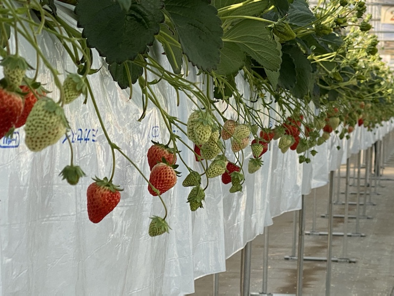It’s strawberry season in Japan! Bright